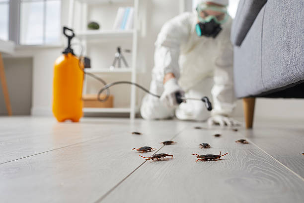 Post-Treatment Bed Bug Interceptor Monitoring in Bluefield